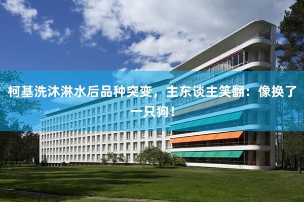 柯基洗沐淋水(shuǐ)後品種突變，主東(dōng)談主笑(xiào)翻：像換了(le)一(yī)隻狗！