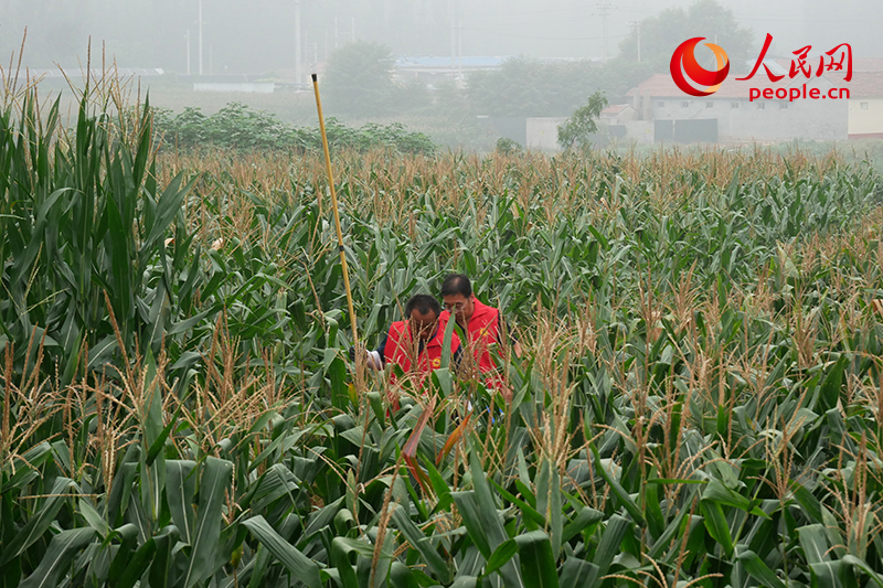 在玉米地(dì)中行(xíng)走的(de)普查隊員(yuán)。東(dōng)談主民(mín)網記者 韋衍行(xíng)攝